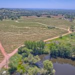 Premium Vineyard in Wine Country Setting For Sale