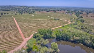 Premium Vineyard in Wine Country Setting For Sale