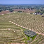 Premium Vineyard in Wine Country Setting For Sale