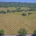 historic Farnham Ranch vineyard