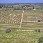 Premium Vineyard in Wine Country Setting For Sale