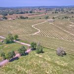 Premium Vineyard in Wine Country Setting For Sale
