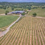 Premium Vineyard in Wine Country Setting For Sale