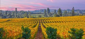 Russian River Valley Vineyard at Dusk