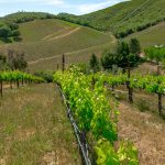 Premium Vineyard and Winery For Sale just minutes from Downtown Murphys