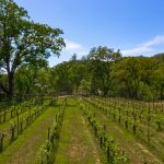 Premium Vineyard and Winery For Sale just minutes from Downtown Murphys