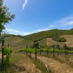 Premium Vineyard and Winery For Sale just minutes from Downtown Murphys