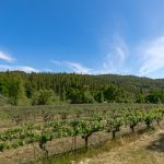 Premium Vineyard and Winery For Sale just minutes from Downtown Murphys