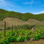 Premium Vineyard and Winery For Sale just minutes from Downtown Murphys