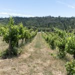 FairPlay AVA Winery For Sale