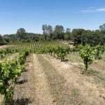 FairPlay AVA Winery For Sale