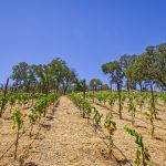 View Building Site Napa Valley AVA