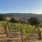 Napa Valley Gorgeous vineyard view