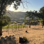 Napa Valley owl box view