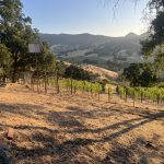 Napa Valley vineyard and hills