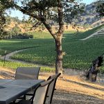Napa Valley vineyard view through trees