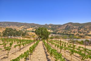 hobby vineyard Napa valley