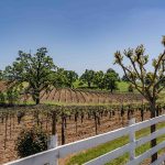 Youngs Vineyard Winery and Estate