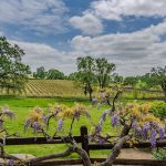 Youngs Vineyard Winery and Estate