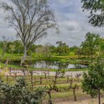 Youngs Vineyard Winery and Estate