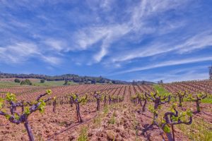 Gorgeous Gold Country Ranch