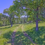Gorgeous Gold Country Ranch