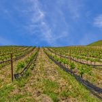 Antonio Mountain Vineyard Petaluma Gap AVA