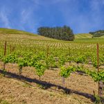Antonio Mountain Vineyard Petaluma Gap AVA