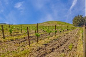 Antonio Mountain Vineyard Petaluma Gap AVA