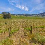 Antonio Mountain Vineyard Petaluma Gap AVA