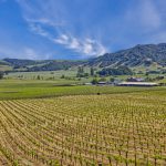 Antonio Mountain Vineyard Petaluma Gap AVA