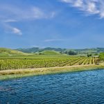 Antonio Mountain Vineyard Petaluma Gap AVA