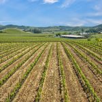 Antonio Mountain Vineyard Petaluma Gap AVA