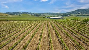 Antonio Mountain Vineyard Petaluma Gap AVA