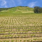Antonio Mountain Vineyard Petaluma Gap AVA