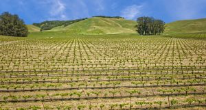 Antonio Mountain Vineyard Petaluma Gap AVA