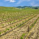 Antonio Mountain Vineyard Petaluma Gap AVA