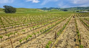 Antonio Mountain Vineyard Petaluma Gap AVA