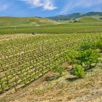 Antonio Mountain Vineyard Petaluma Gap AVA