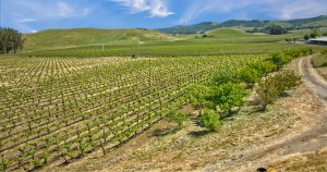 Antonio Mountain Vineyard Petaluma Gap AVA