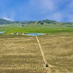 Antonio Mountain Vineyard Petaluma Gap AVA