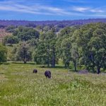 Gorgeous Gold Country Ranch