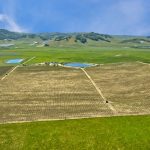 Antonio Mountain Vineyard Petaluma Gap AVA