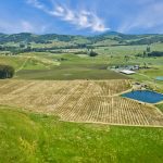 Antonio Mountain Vineyard Petaluma Gap AVA