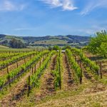 Antonio Mountain Vineyard Petaluma Gap AVA