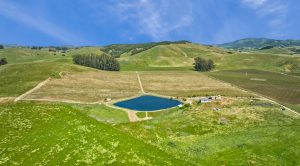 Antonio Mountain Vineyard Petaluma Gap AVA