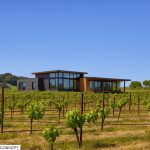Antonio Mountain Vineyard Petaluma Gap AVA