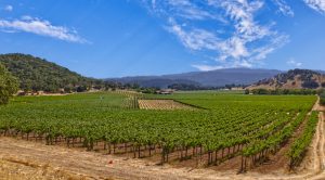 cabernet sauvignon vineyard oakville calfiornia