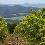 certified-organic-vineyard-south-of-france