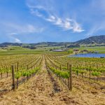 chardonnay-vineyard-sonoma-county